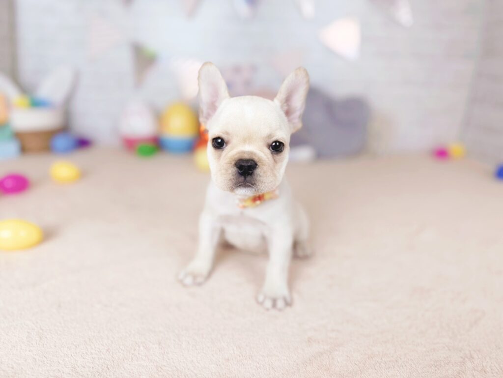 フレンチブルドッグ ♀ 260802401（識別番号260802401）写真3