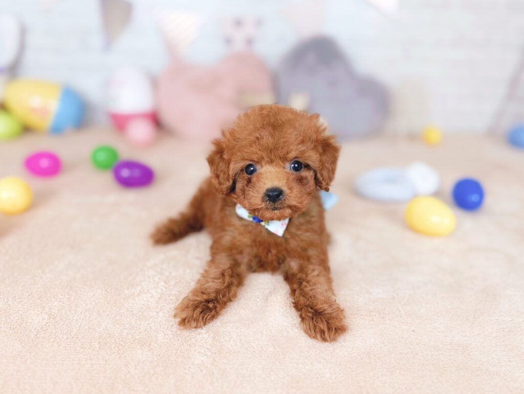 おびすBaby トイプードル ♂ 260723103（識別番号260723103）写真3