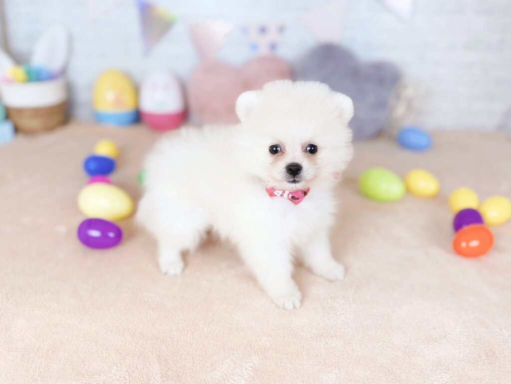 ぷあBaby ポメラニアン ♀ 260716104（識別番号260716104）写真2