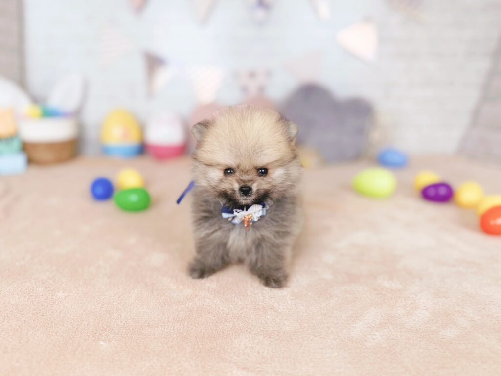 ぷあBaby ポメラニアン ♂ 260716103（識別番号260716103）写真1
