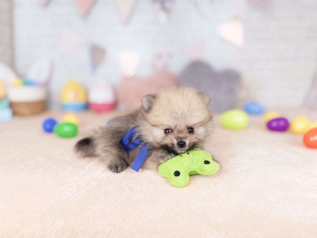 ぷあBaby ポメラニアン ♂ 260716103（識別番号260716103）写真4