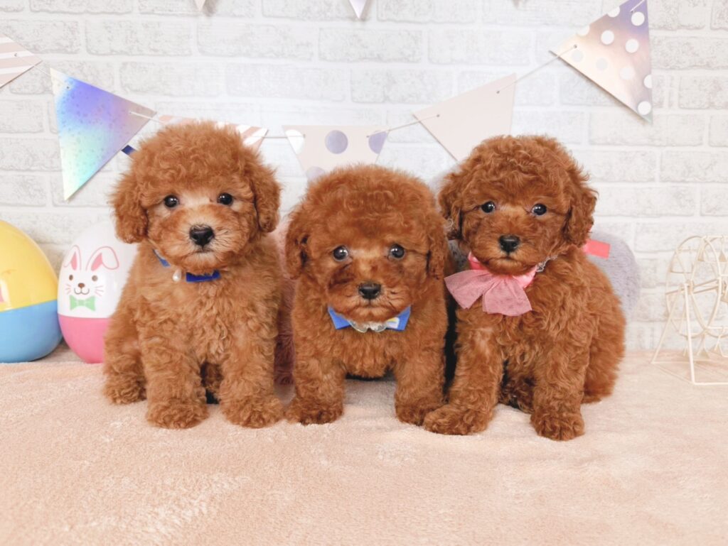 さんどBaby トイプードル ♀ 260716113（識別番号260716113）写真5