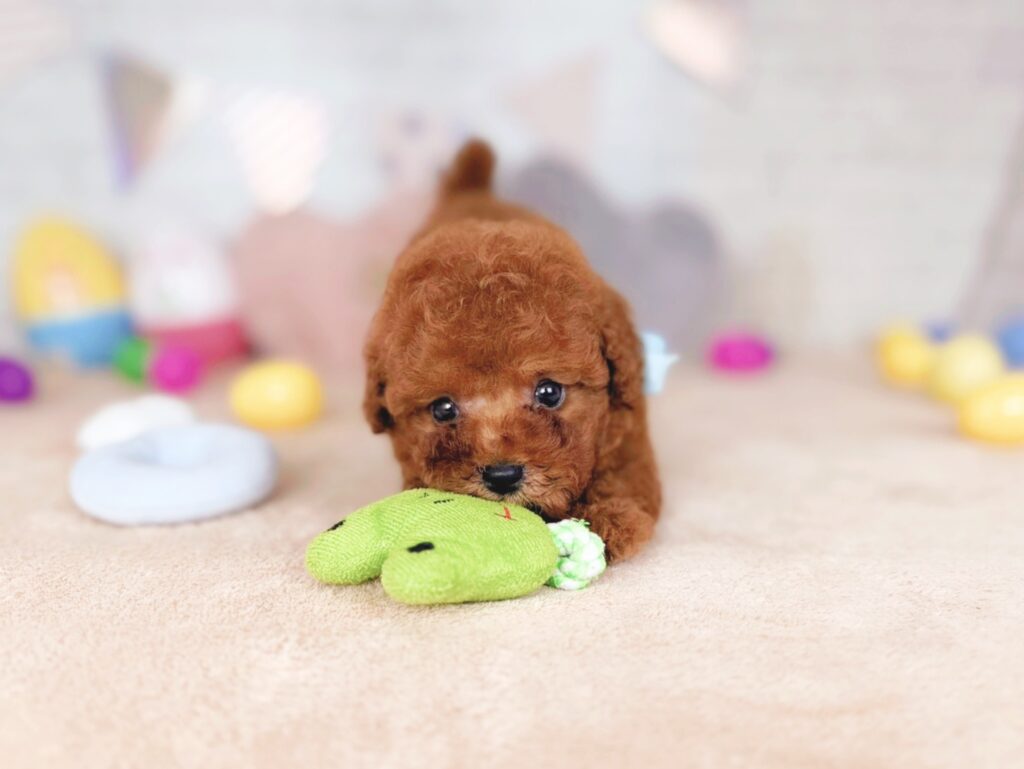 さんどBaby トイプードル ♂ 260716111（識別番号260716111）写真4