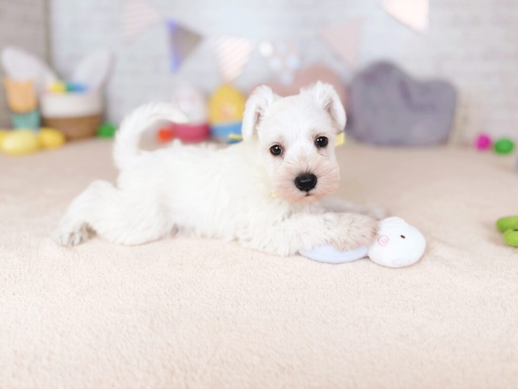 ミニチュアシュナウザー ♀ 260801421（識別番号260801421）写真4
