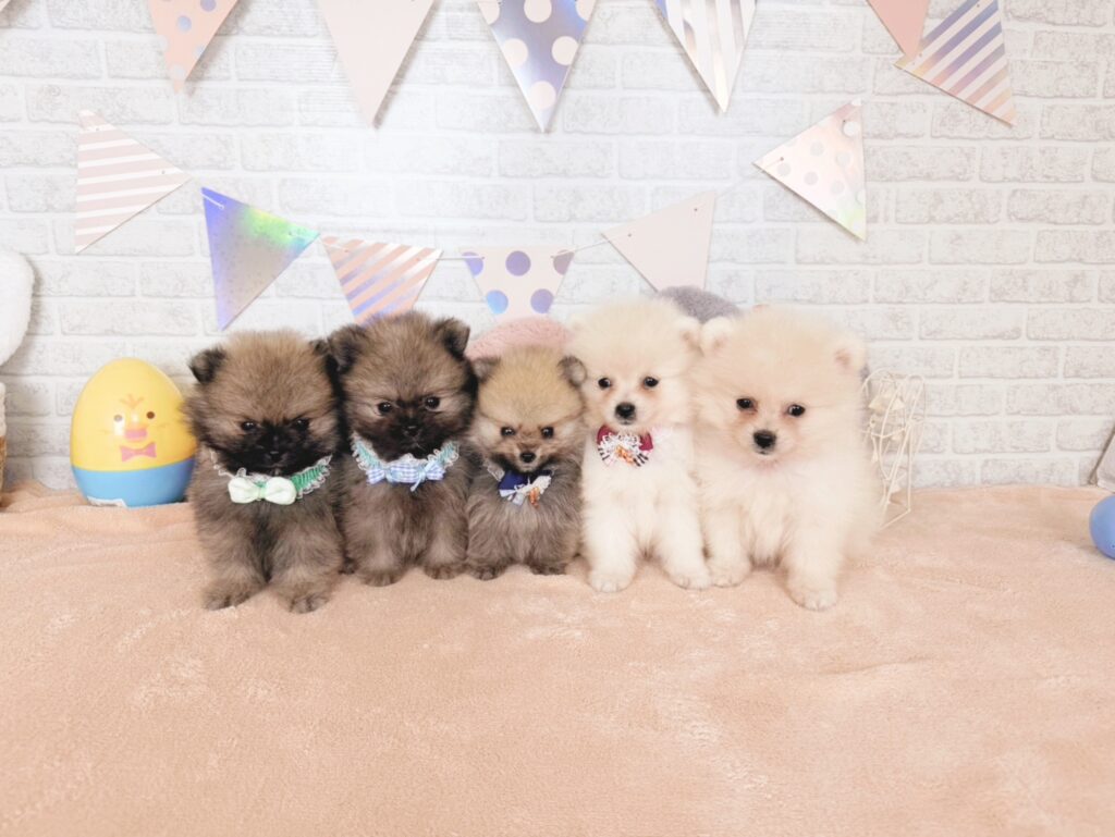 ぷあBaby ポメラニアン ♂ 260716102（識別番号260716102）写真5