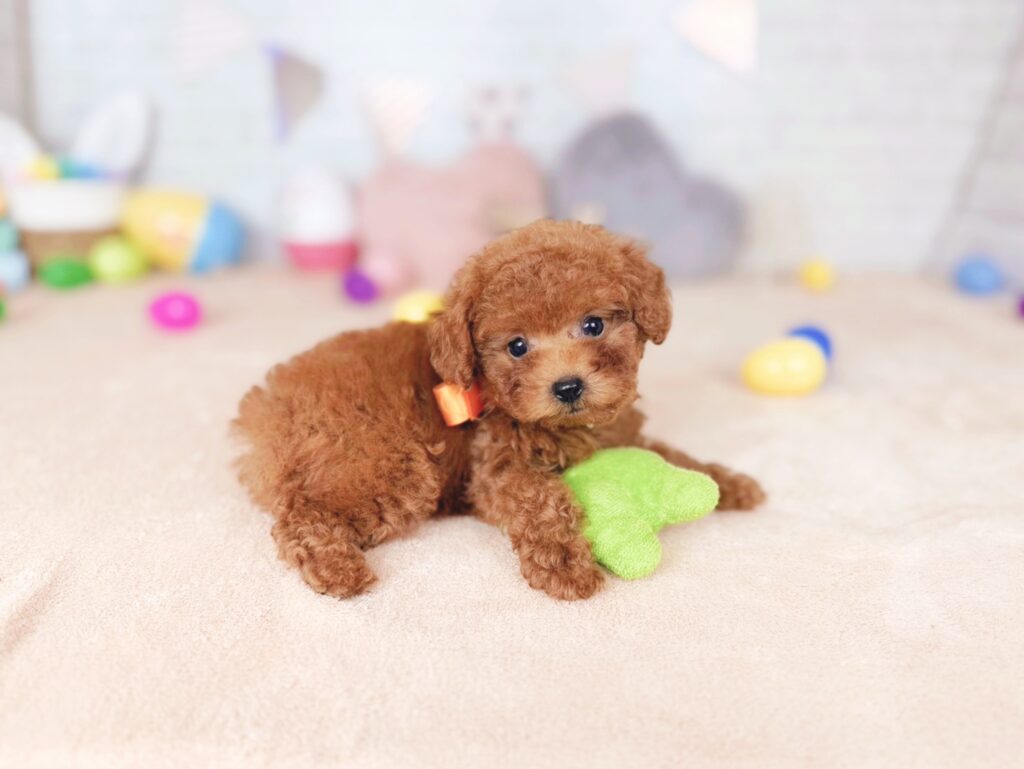 おびすBaby トイプードル ♀ 260723105（識別番号260723105）写真4