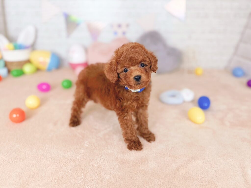 おびすBaby トイプードル ♂ 260723101（識別番号260723101）写真2