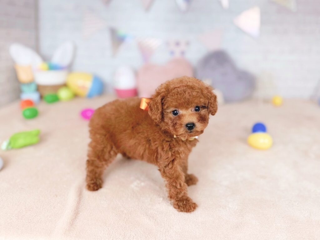 おびすBaby トイプードル ♀ 260723105（識別番号260723105）写真2