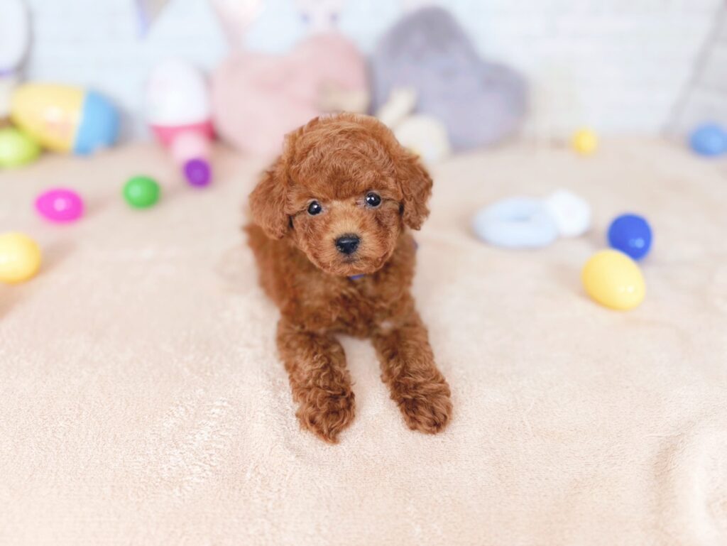 おびすBaby トイプードル ♂ 260723101（識別番号260723101）写真3