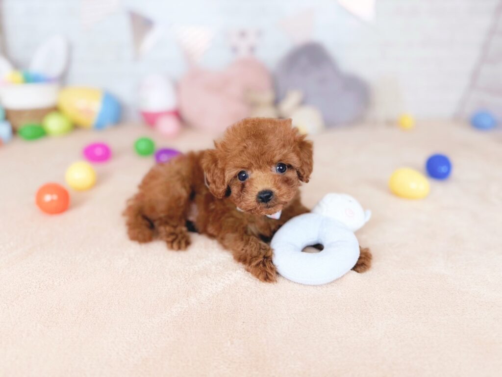 おびすBaby トイプードル ♂ 260723103（識別番号260723103）写真4