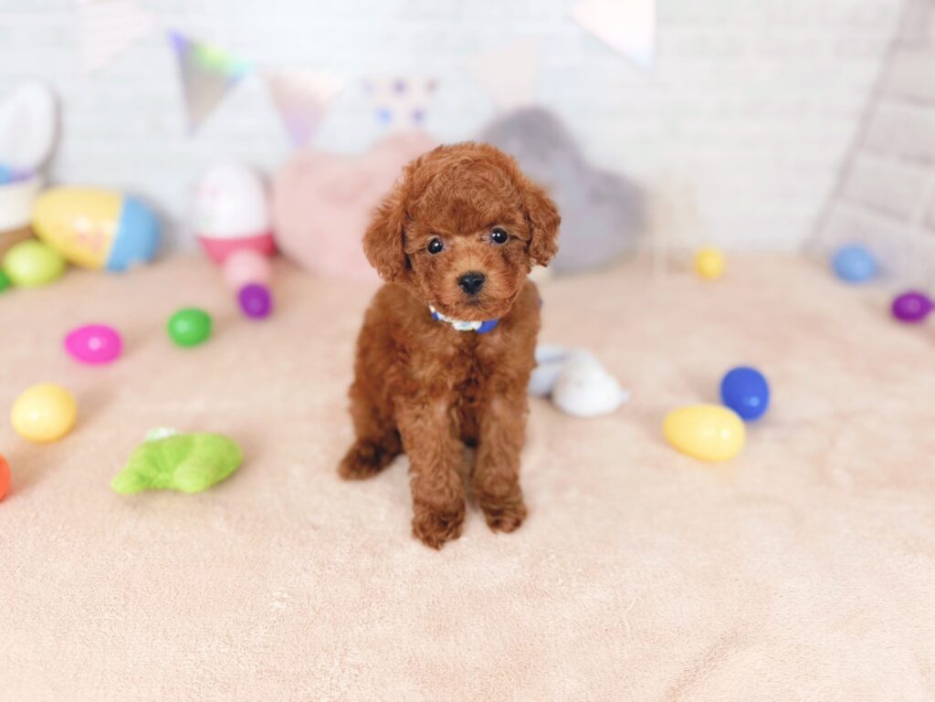 おびすBaby トイプードル ♂ 260723101（識別番号260723101）写真1