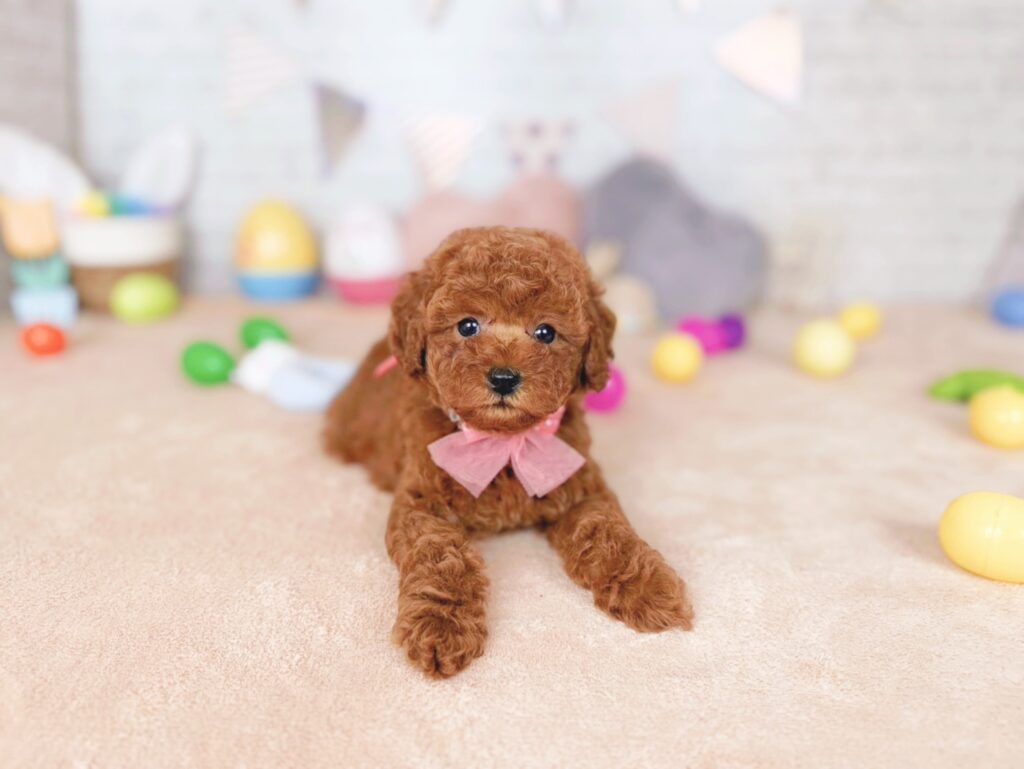 さんどBaby トイプードル ♀ 260716113（識別番号260716113）写真3