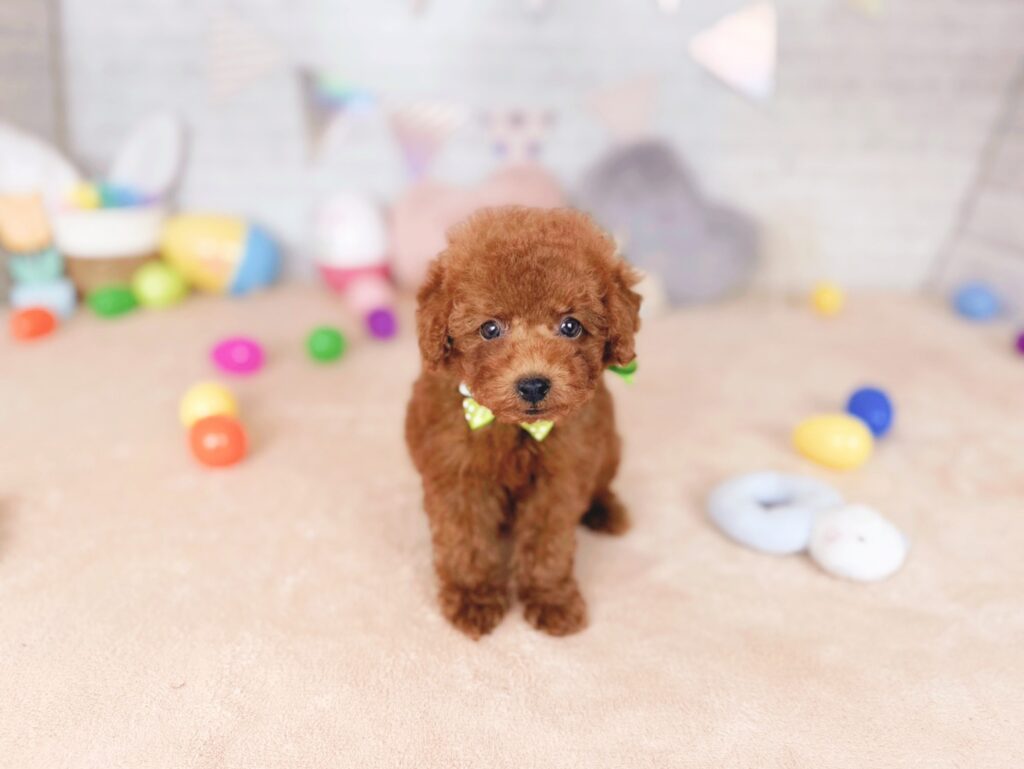 おびすBaby トイプードル ♂ 260723102（識別番号260723102）写真1