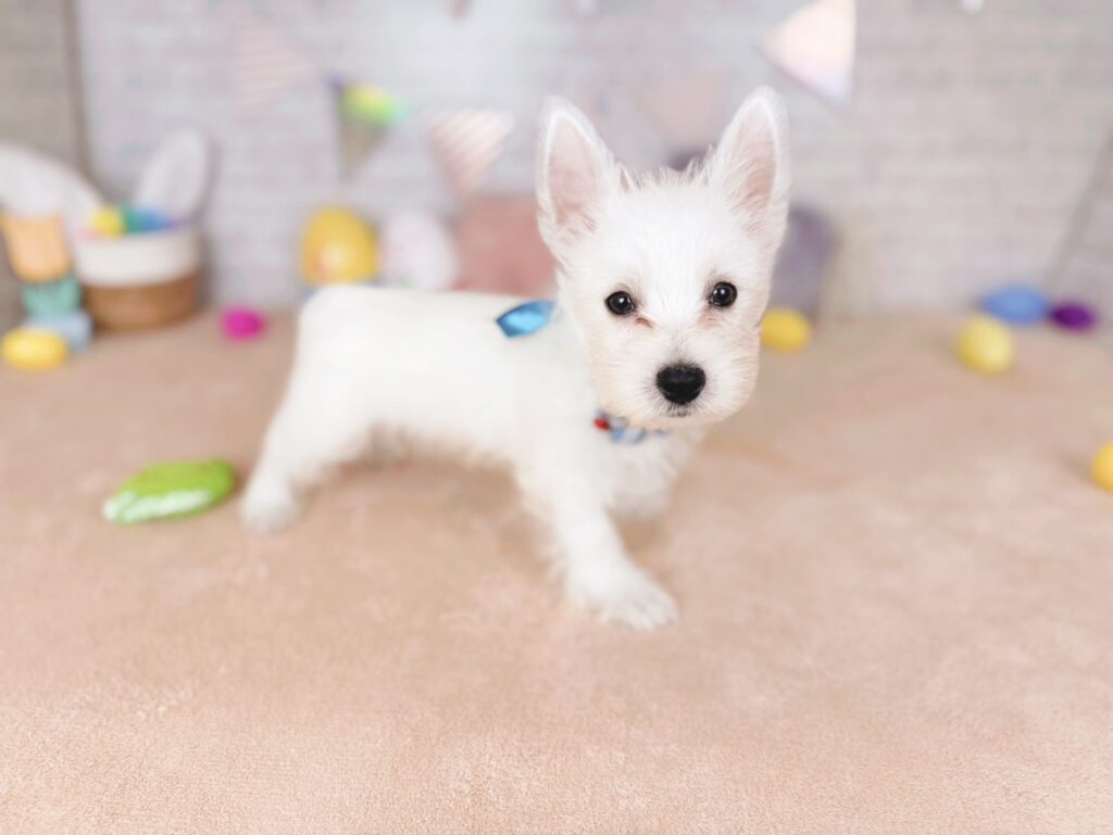 ウエスティ ♂ 260714402（識別番号260714402）写真2