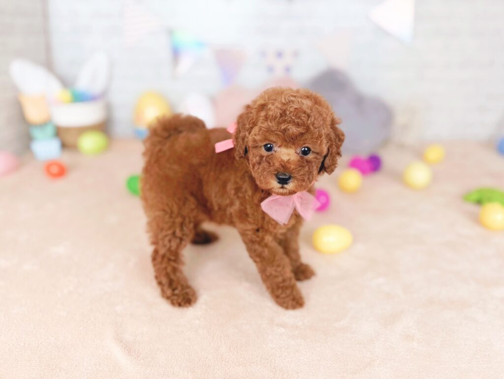 さんどBaby トイプードル ♀ 260716113（識別番号260716113）写真2