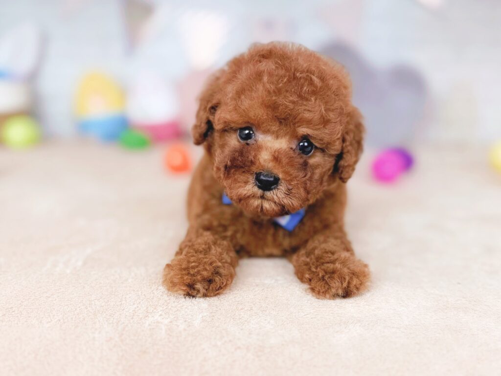 さんどBaby トイプードル ♂ 260716111（識別番号260716111）写真3