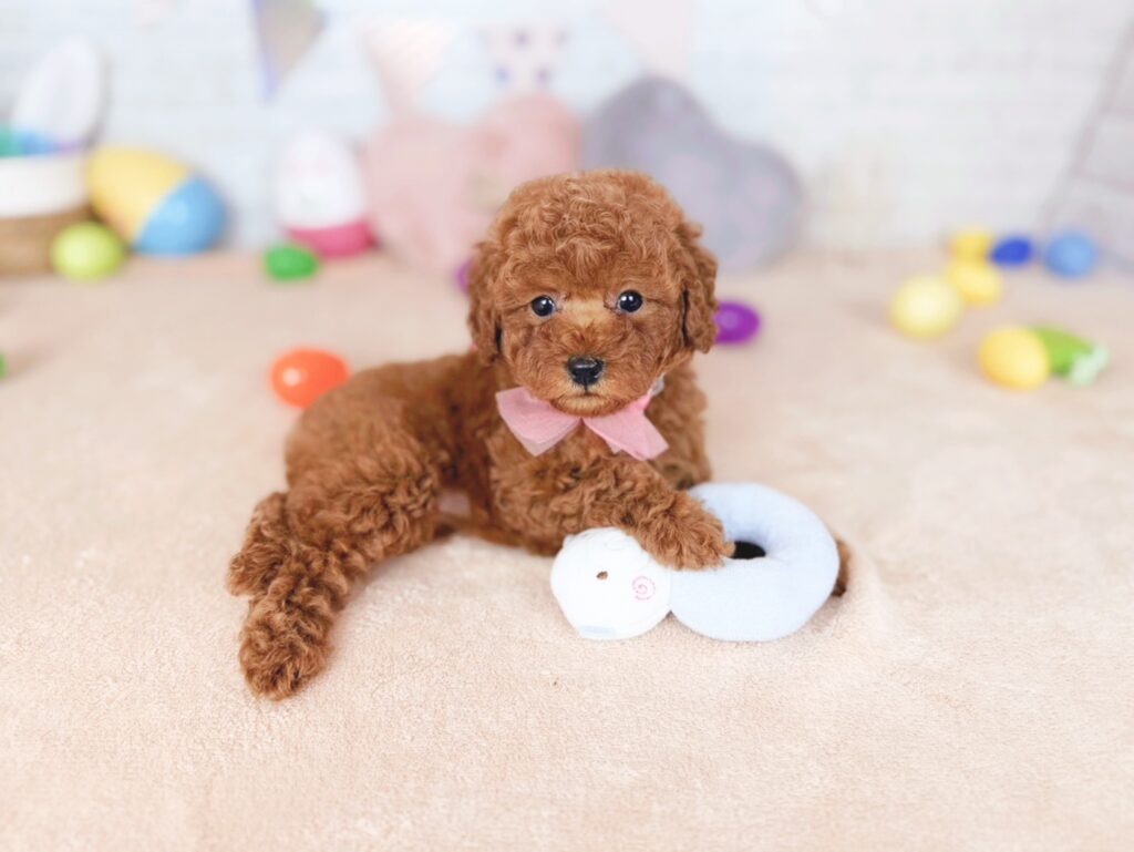 さんどBaby トイプードル ♀ 260716113（識別番号260716113）写真4