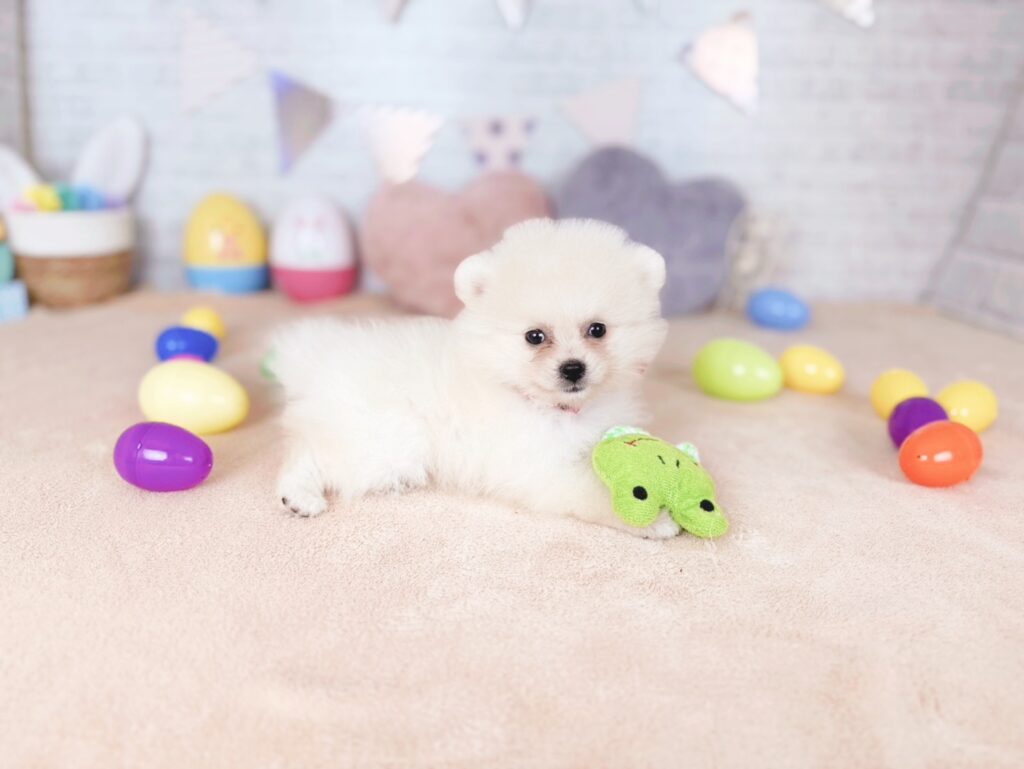 ぷあBaby ポメラニアン ♀ 260716104（識別番号260716104）写真4