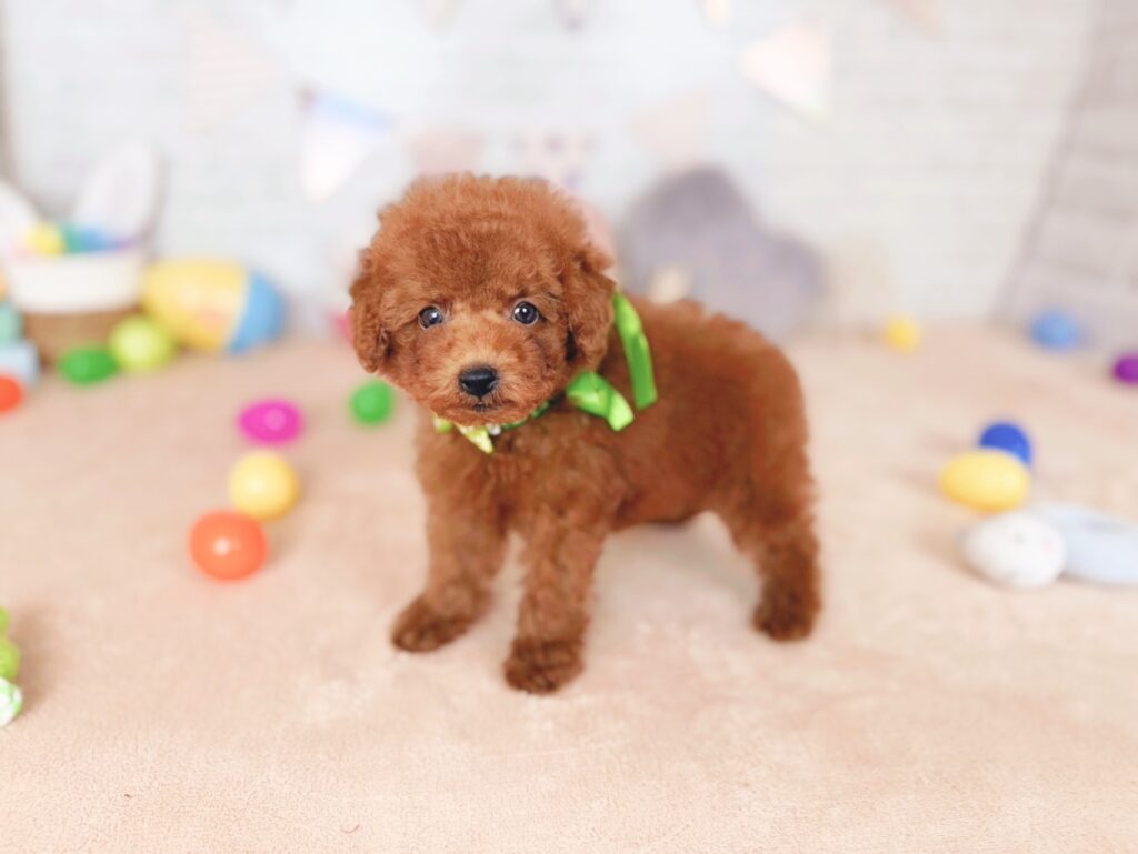 おびすBaby トイプードル ♂ 260723102（識別番号260723102）写真2