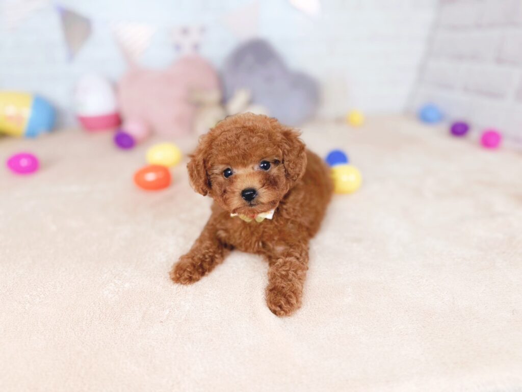 おびすBaby トイプードル ♀ 260723105（識別番号260723105）写真3