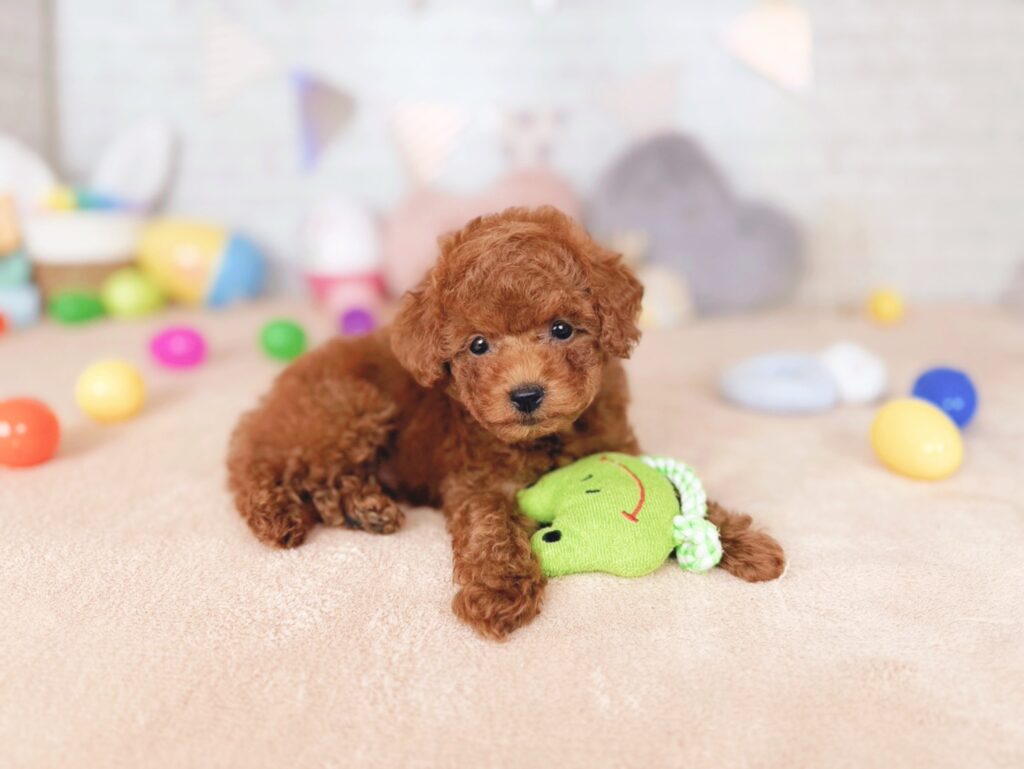 おびすBaby トイプードル ♂ 260723101（識別番号260723101）写真4