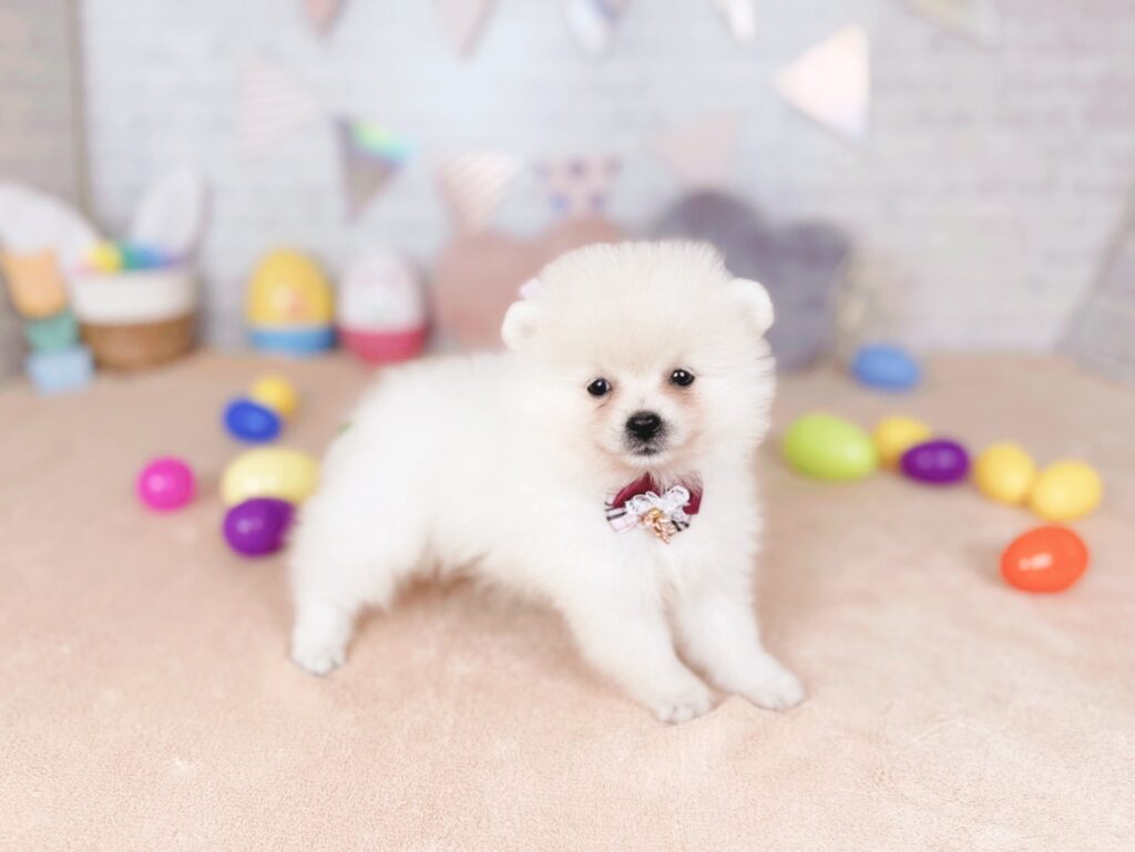 ぷあBaby ポメラニアン ♀ 260716105（識別番号260716105）写真2