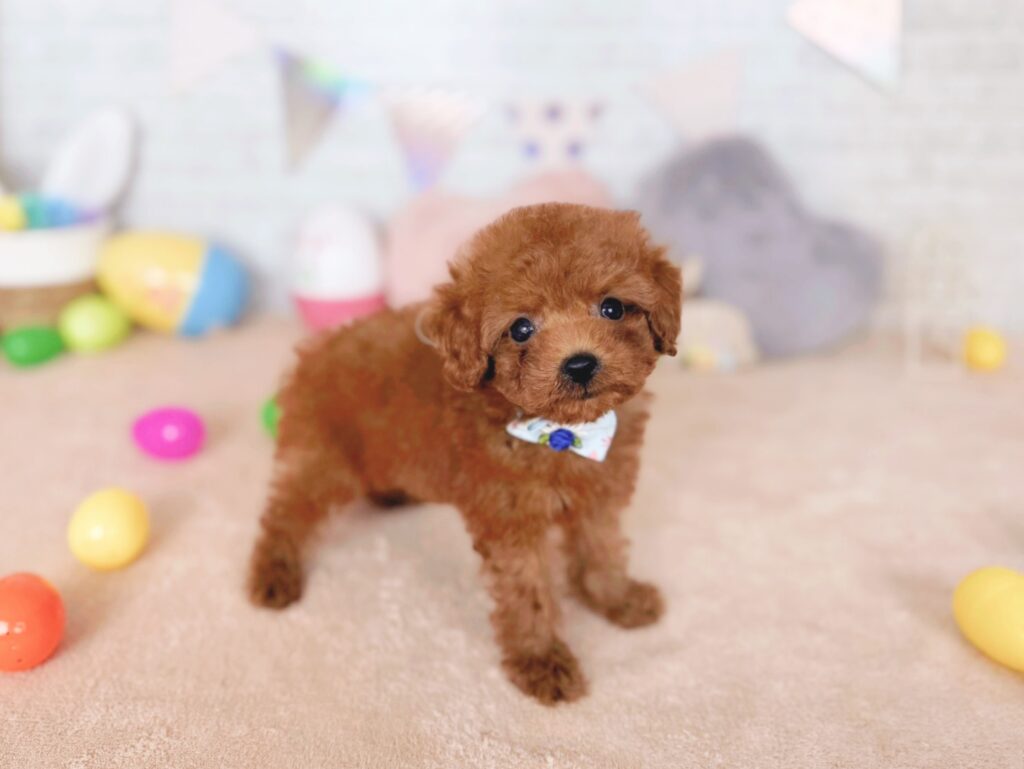 おびすBaby トイプードル ♂ 260723103（識別番号260723103）写真2