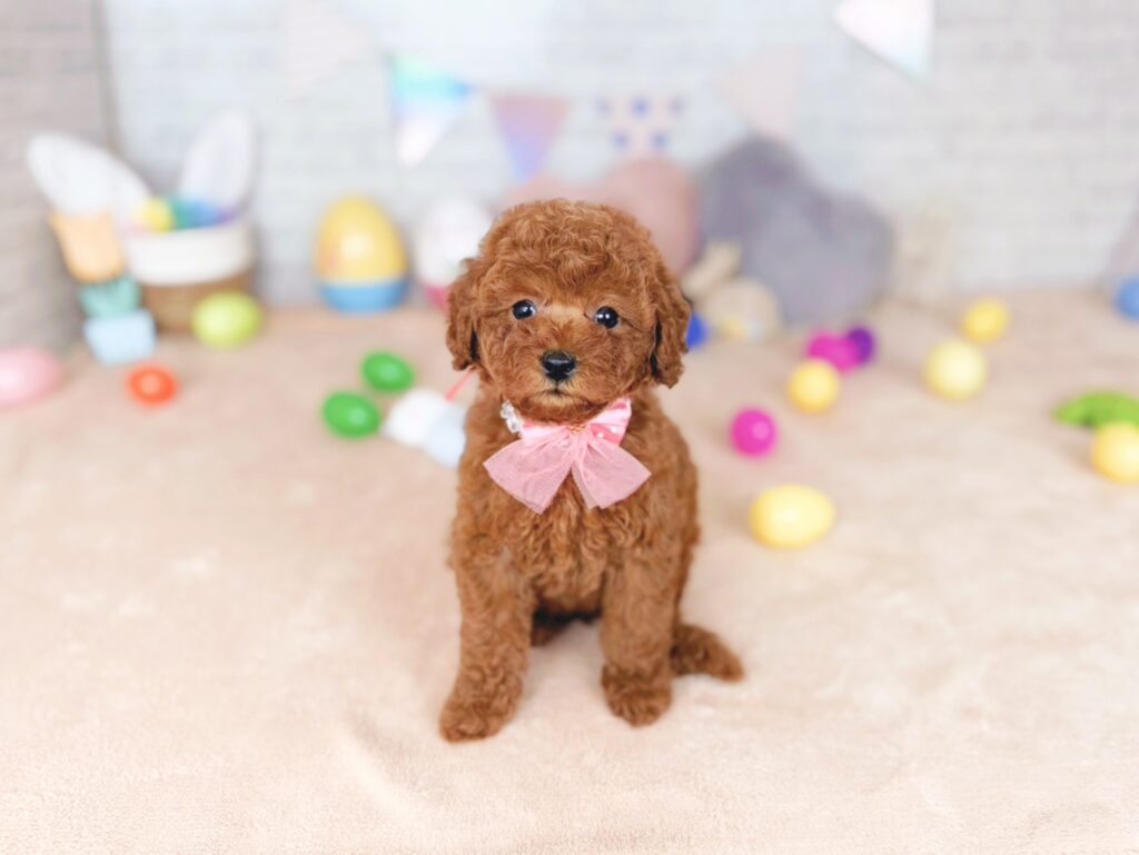 さんどBaby トイプードル ♀ 260716113（識別番号260716113）写真1