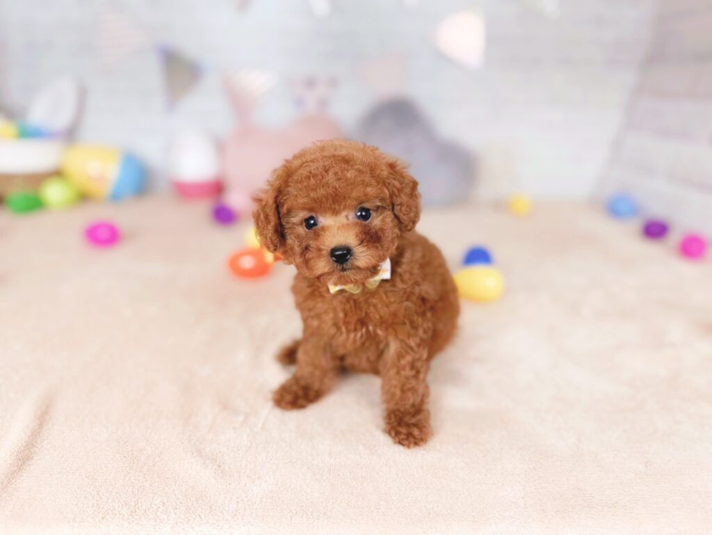 おびすBaby トイプードル ♀ 260723105（識別番号260723105）写真1