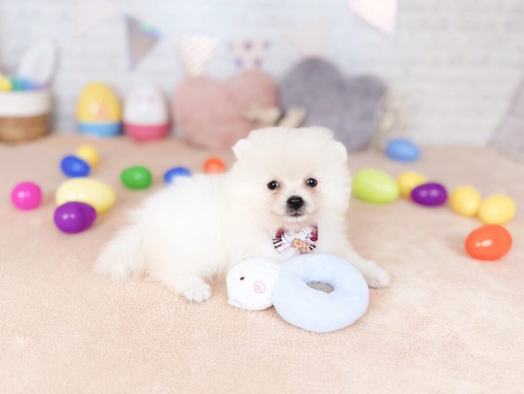 ぷあBaby ポメラニアン ♀ 260716105（識別番号260716105）写真4