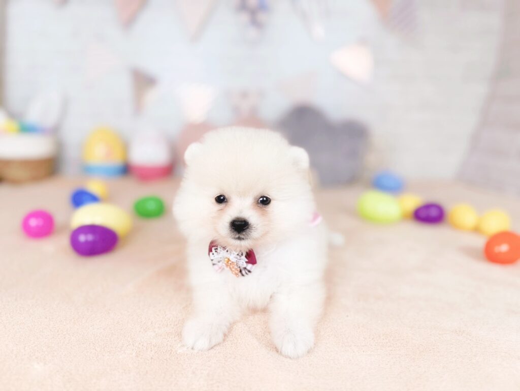 ぷあBaby ポメラニアン ♀ 260716105（識別番号260716105）写真3