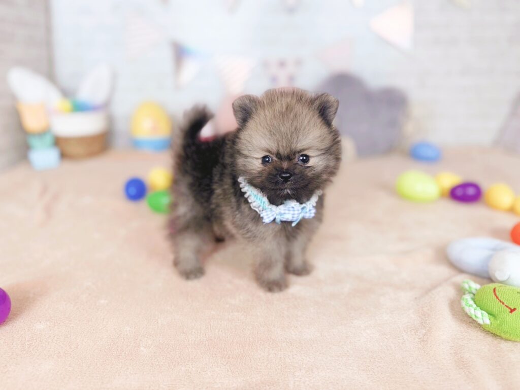 ぷあBaby ポメラニアン ♂ 260716102（識別番号260716102）写真2