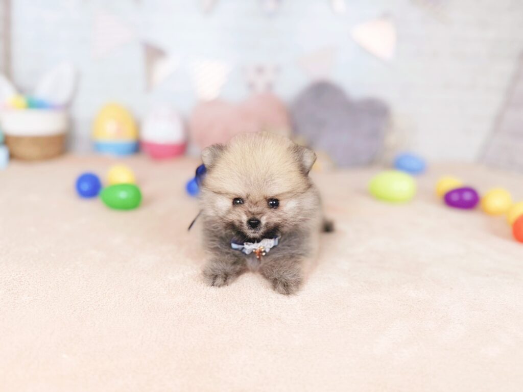 ぷあBaby ポメラニアン ♂ 260716103（識別番号260716103）写真3