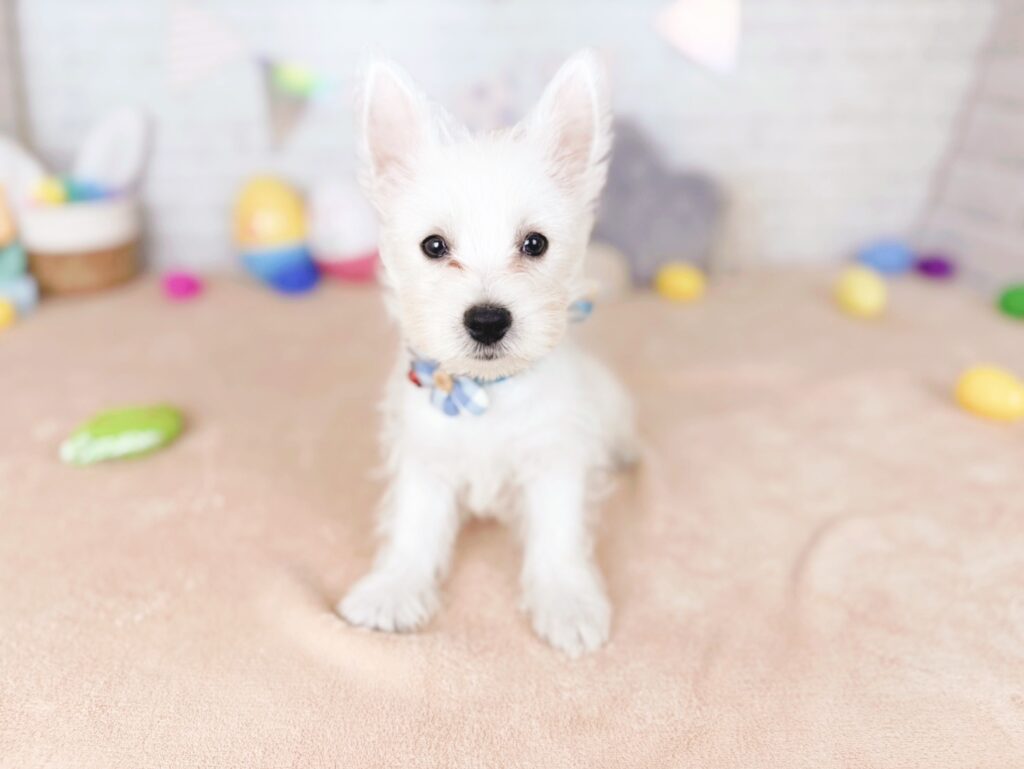 ウエスティ ♂ 260714402（識別番号260714402）写真3
