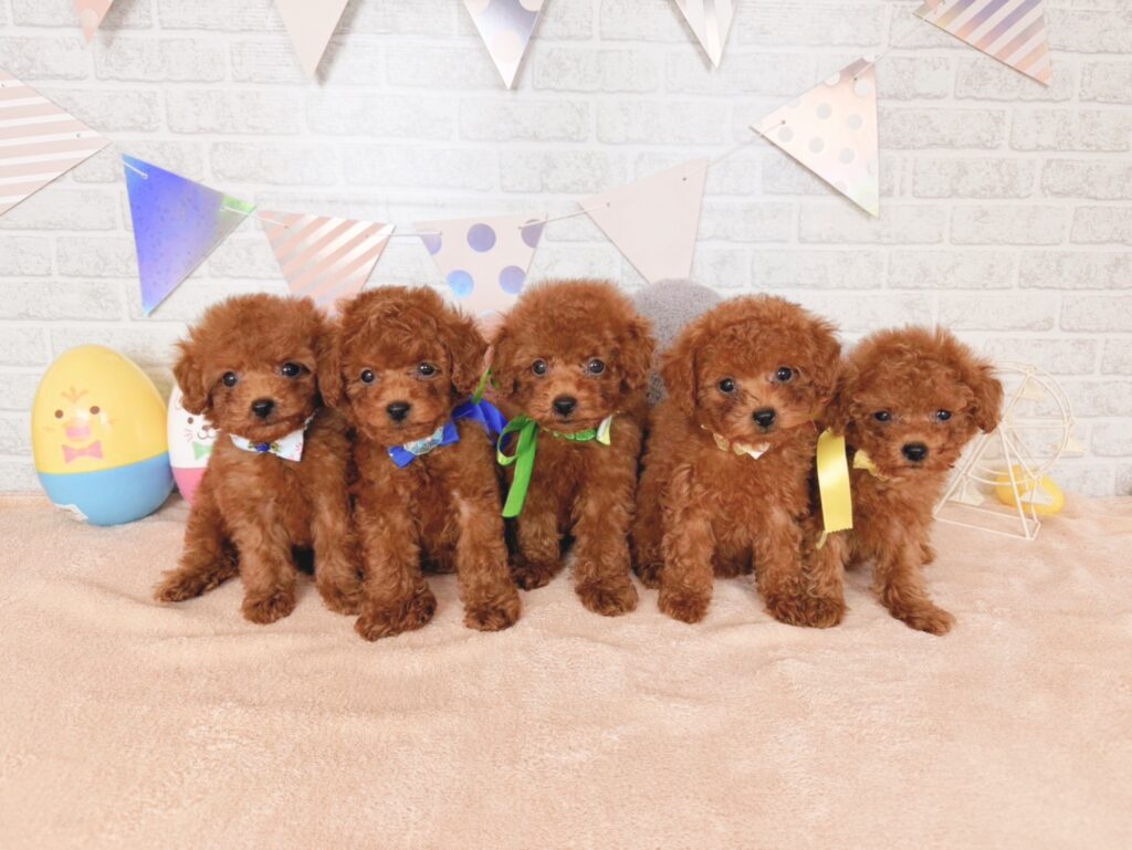おびすBaby トイプードル ♂ 260723101（識別番号260723101）写真5
