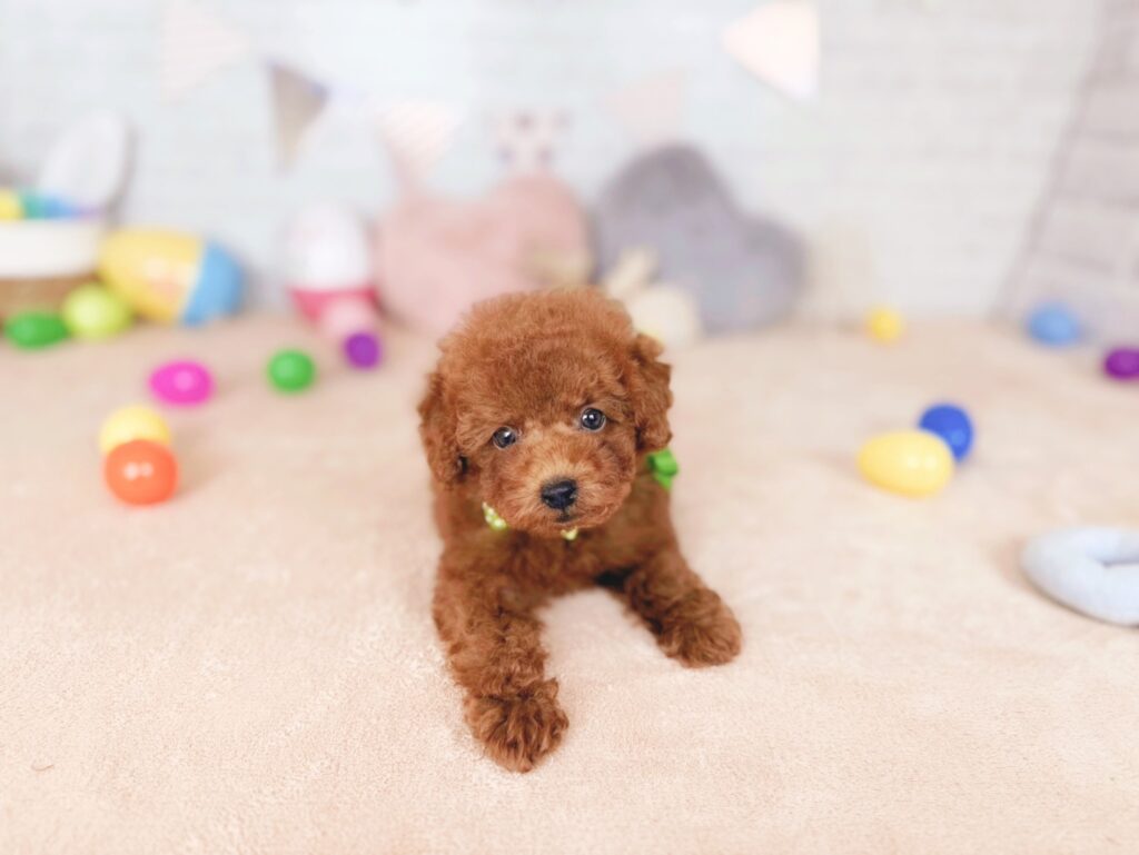 おびすBaby トイプードル ♂ 260723102（識別番号260723102）写真3