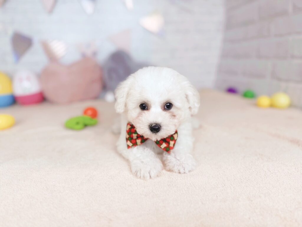 ほたてBaby ビションフリーゼ ♀ 260903101（識別番号260903101）写真3