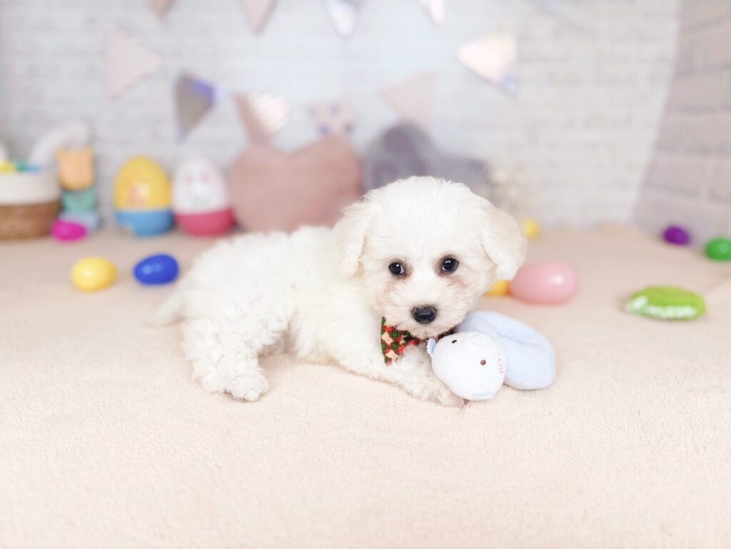 ほたてBaby ビションフリーゼ ♀ 260903101（識別番号260903101）写真4