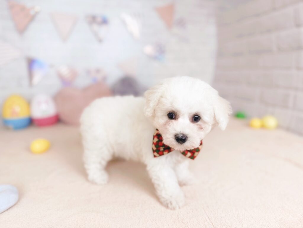ほたてBaby ビションフリーゼ ♀ 260903101（識別番号260903101）写真2