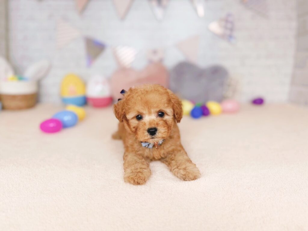 260827101♂トイプードル(1) ぽっぷBaby トイプードル ♂ 260827101(識別番号260827101)写真3