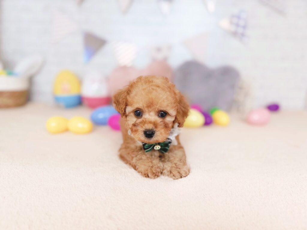 ぽっぷBaby トイプードル ♂ 260827103（識別番号260827103）写真3