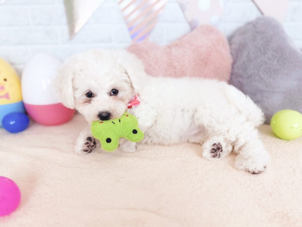 ほたてBaby ビションフリーゼ ♀ 260903102（識別番号260903102）写真4