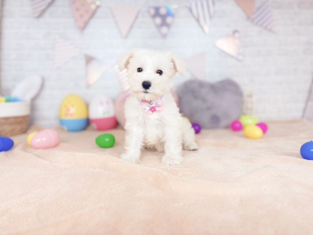 ミニチュアシュナウザー ♀ 260813421（識別番号260813421）写真1