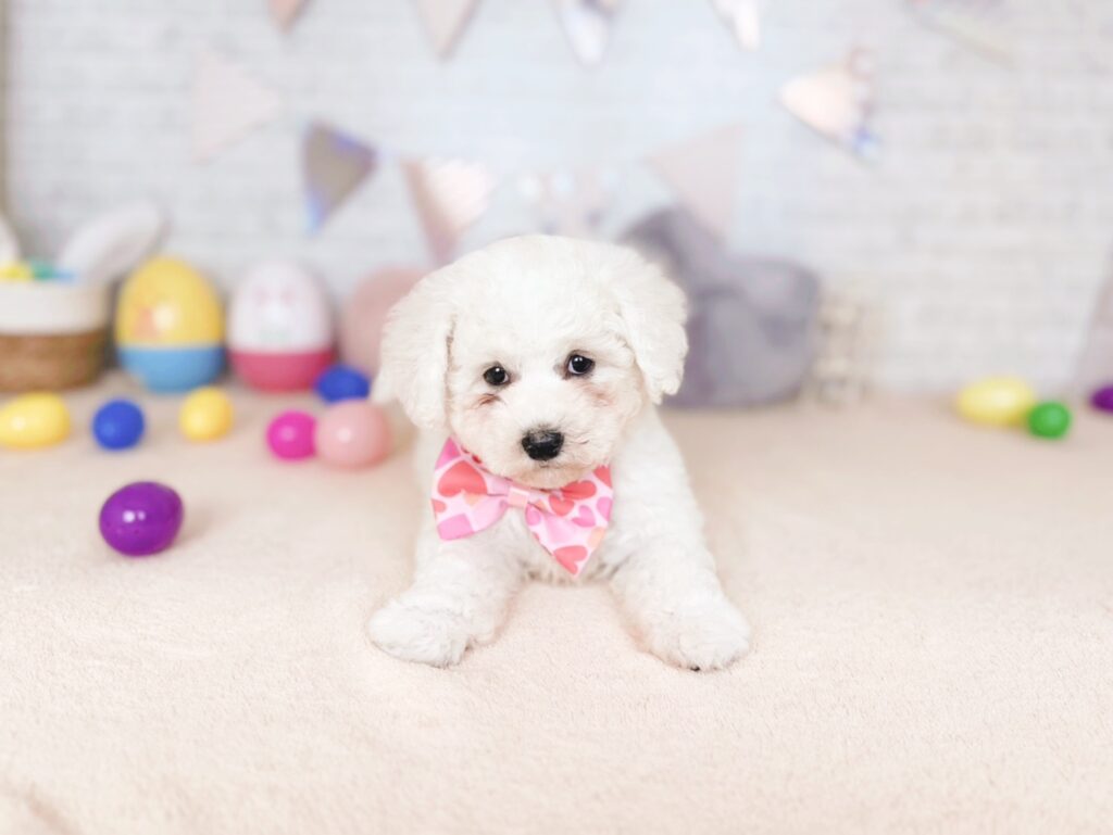 ほたてBaby ビションフリーゼ ♀ 260903102（識別番号260903102）写真3
