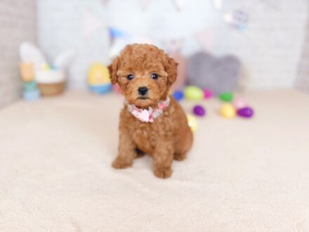 ぽっぷBaby トイプードル ♀ 260827104