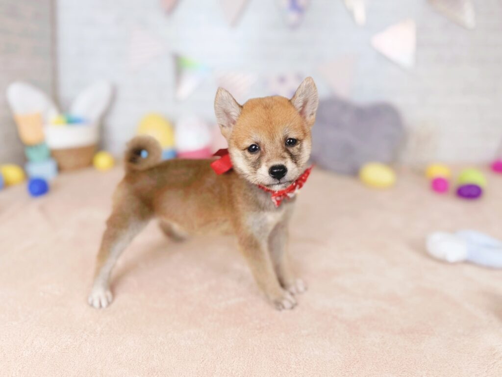 柴犬 ♀ 260813431（識別番号260813431）写真2