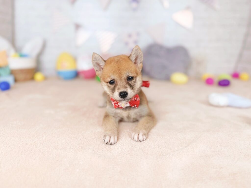 柴犬 ♀ 260813431（識別番号260813431）写真4