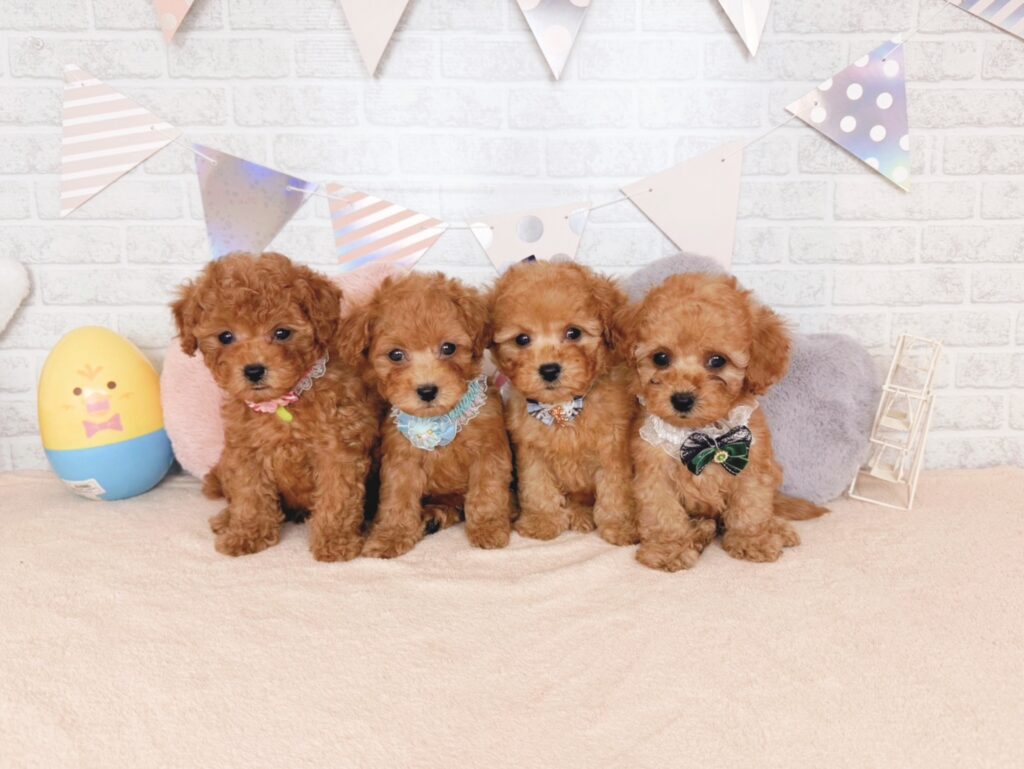 260827101♂トイプードル(4) ぽっぷBaby トイプードル ♂ 260827101(識別番号260827101)写真5