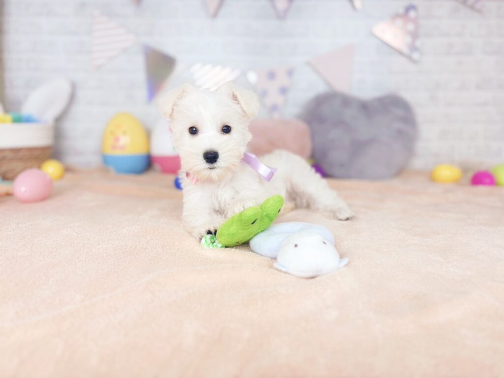 ミニチュアシュナウザー ♀ 260813421（識別番号260813421）写真5