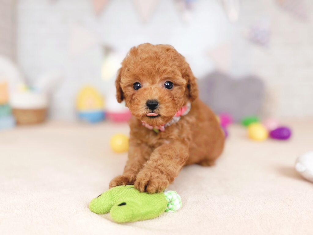 ぽっぷBaby トイプードル ♀ 260827104（識別番号260827104）写真4